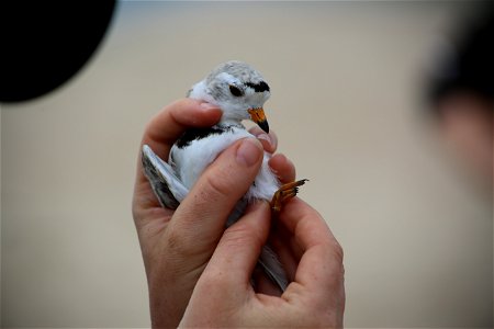 Tagged and released. Photo by Ariel Kallenbach/USFWS