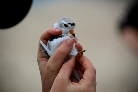 Tagged and released. Photo by Ariel Kallenbach/USFWS photo