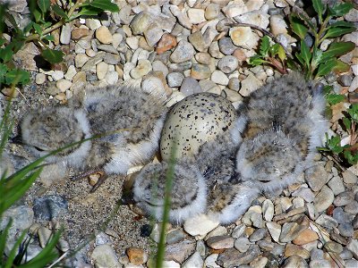 Piping plover (Charadrius melodus) chicks and egg. The piping plover is a small, sandy-colored bird with orange legs, a black band across its forehead and a black ring around the base of its neck. Th photo