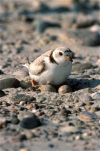 Brooding Piping Plover (Charadrius melodus) photo