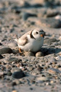 Brooding Piping Plover (Charadrius melodus)