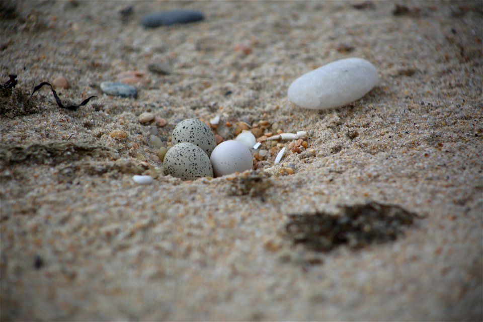 Photo by Ariel Kallenbach/USFWS