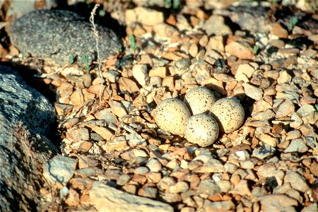 Piping plover nest, Medicine Lake Wildlife Refuge. photo