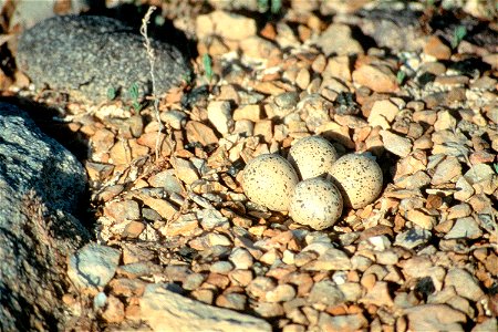 Piping plover nest, Medicine Lake Wildlife Refuge.