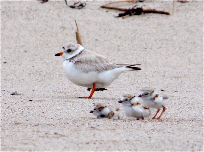 The piping plover is an iconic shorebird that breeds and nests along the Atlantic Coast, the Great Lakes and the Great Plains. Increased human use of their beach habitats, including intense coastal de photo