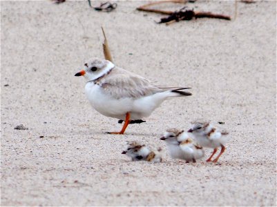 The piping plover is an iconic shorebird that breeds and nests along the Atlantic Coast, the Great Lakes and the Great Plains. Increased human use of their beach habitats, including intense coastal de