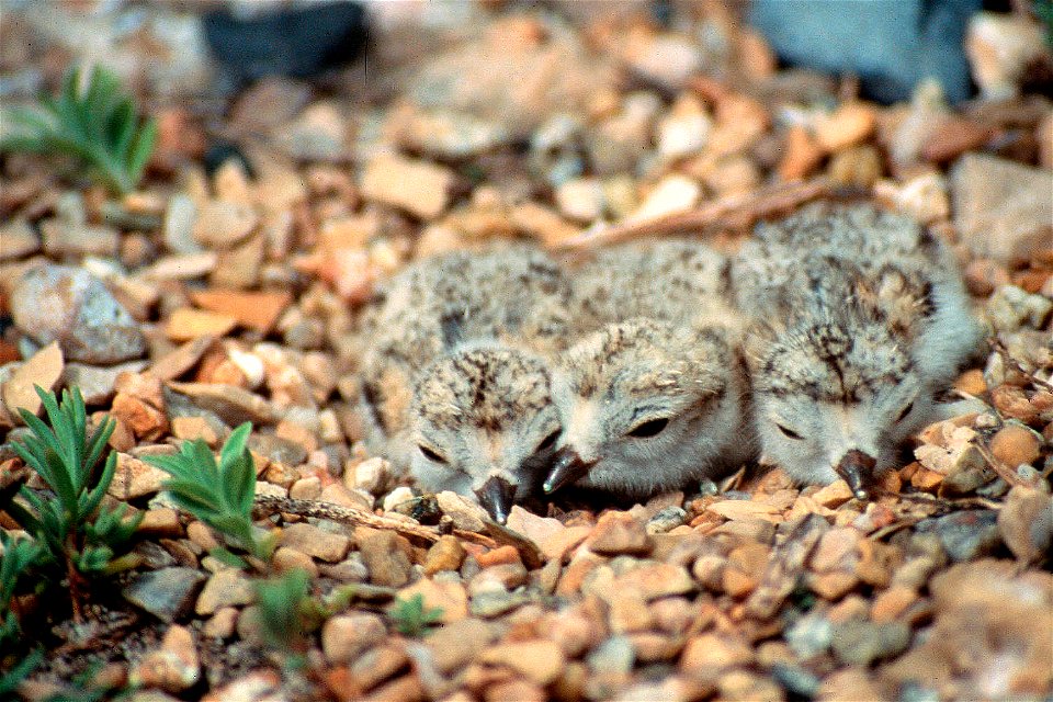 Piping plover chicks, Medicine Lake Wildlife Refuge.