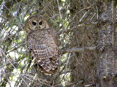 A California Spotted Owl looking back at the camera.  Taken on the Summit Ranger District, off of Highway 108, on the Stanislaus National Forest.  Photo by Ryan Kalinowski.