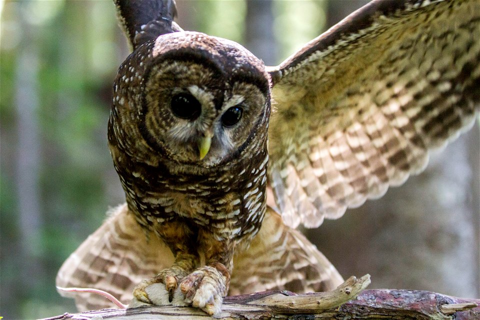 A Spotted Owl flies down to catch a mouse. 

NPS photo by Emily Brouwer