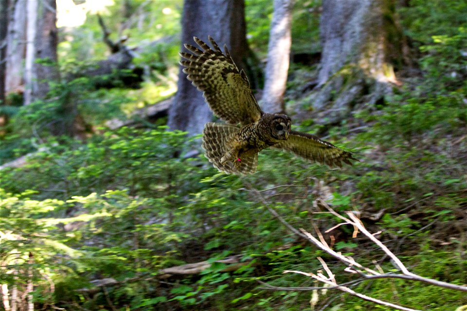 A tagged Spotted Owl flies to get a mouse 

NPS photo by Emily Brouwer