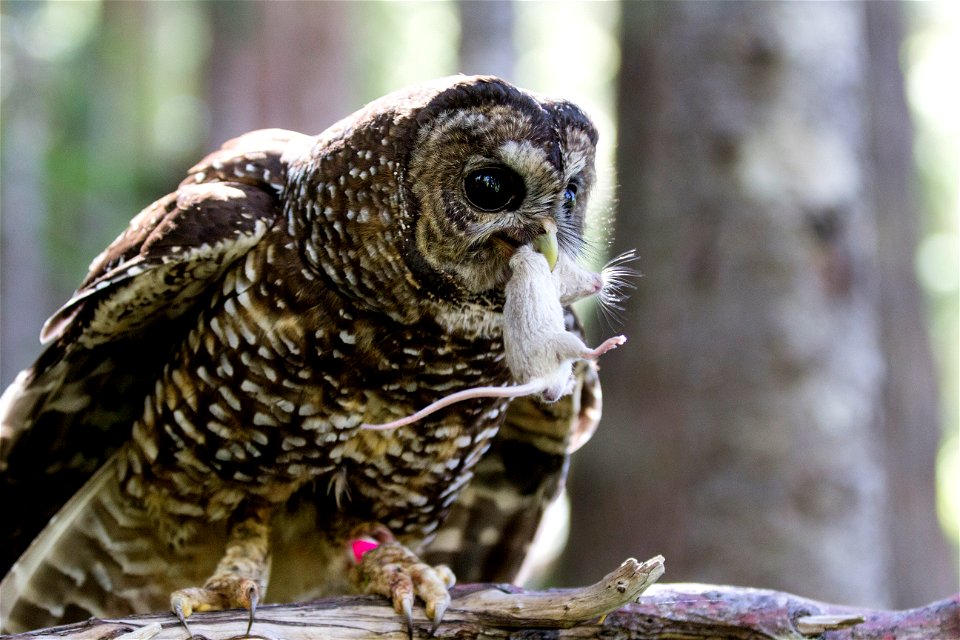 A female spotted owl carries a mouse in her beak. She will most likely take the mouse to her offspring. 

NPS photo by Emily Brouwer