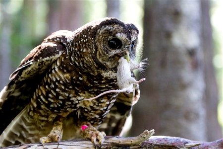 A female spotted owl carries a mouse in her beak. She will most likely take the mouse to her offspring. NPS photo by Emily Brouwer photo