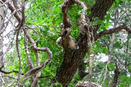 Are you a Superb Owl fan? In Arizona, we unfortunately might have an upcoming Superb Owl loss. Of course, we’re referring to the Mexican spotted owl. Currently found in Saguaro National Park and other photo