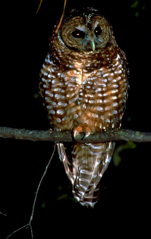 Northern Spotted Owl