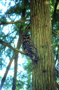 Northern Spotted Owl photo