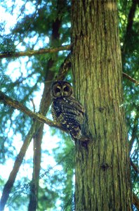 Northern Spotted Owl