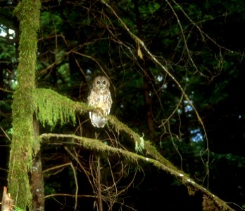 Northern Spotted Owl