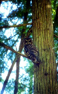 Northern Spotted Owl