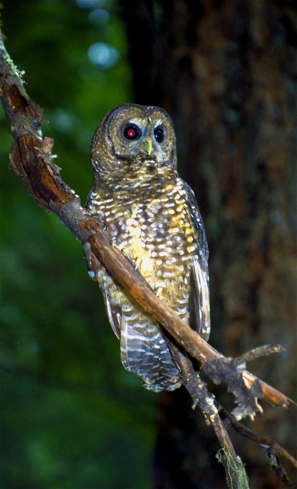 Northern Spotted Owl