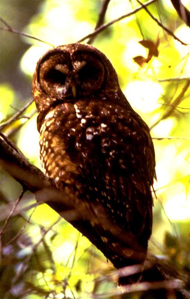 Northern Spotted Owl