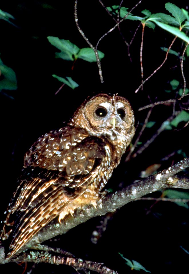 Northern Spotted Owl
