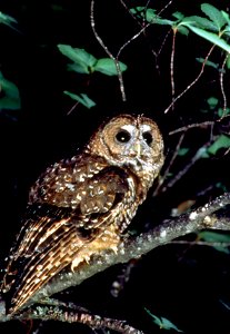 Northern Spotted Owl photo