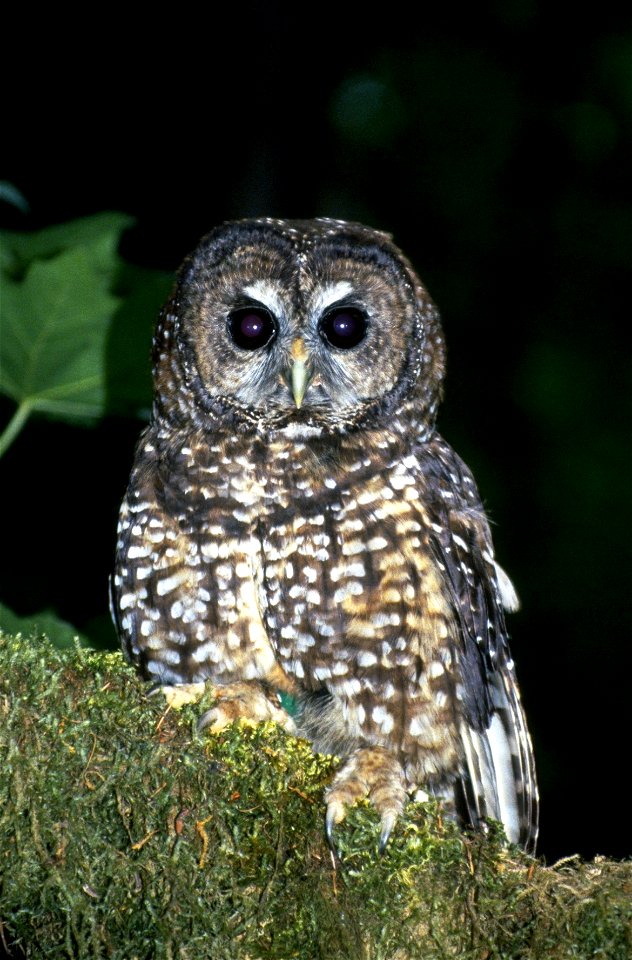 Northern Spotted Owl