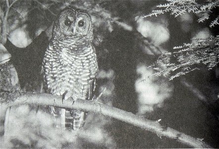 A northern spotted owl in an old growth forest in the Pacific Northwest of the United States circa 1990