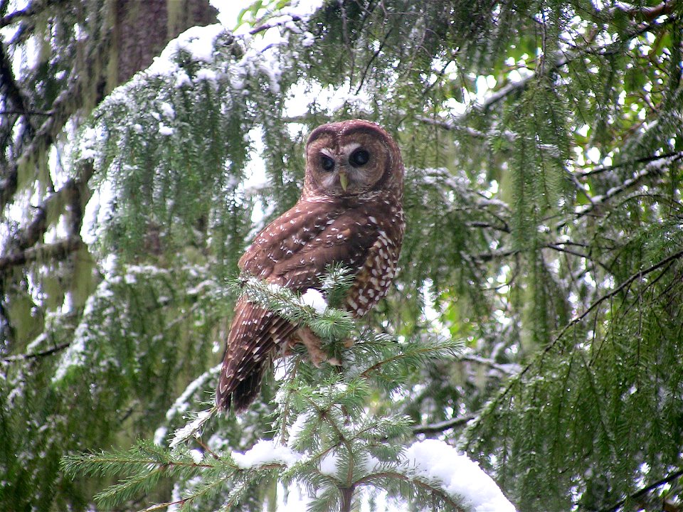 Medford District biologists collecting owl survey data. - April 2010