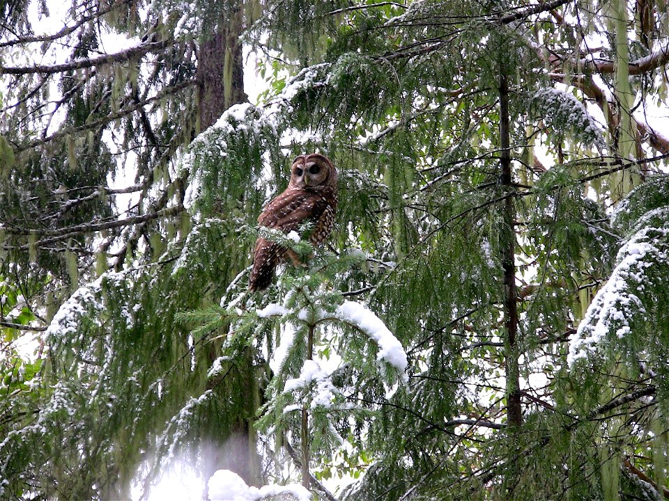 Medford District biologists collecting owl survey data. - April 2010