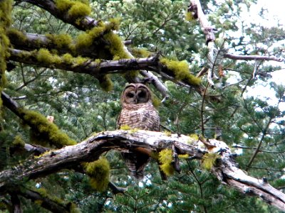 Spotted Owl: Strix occidentalis