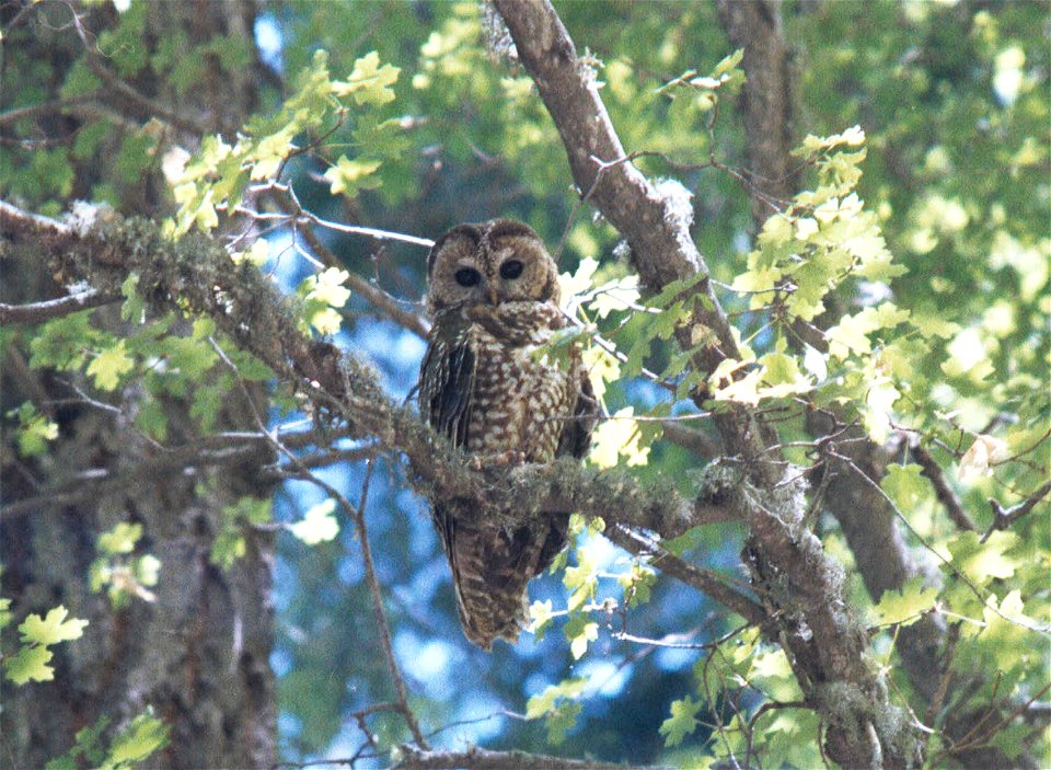 Mexican Spotted Owl Strix occidentalis lucida, Arizona 32.411° N 110.715° W