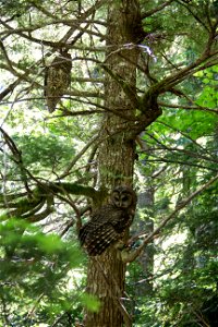 A pair of spotted owls sit in a tree. These two owls are mates and spawned one offspring. NPS photo by Emily Brouwer photo