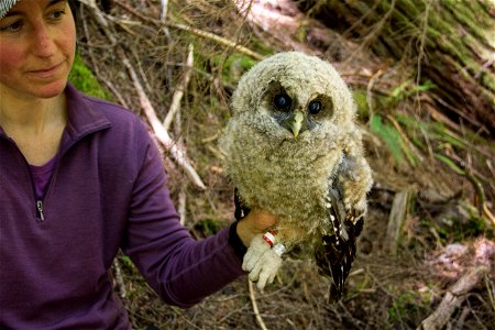 The Wildlife Crew at the park tags the Spotted Owl to keep track of them because they are an endangered species. NPS photo by Emily Brouwer photo