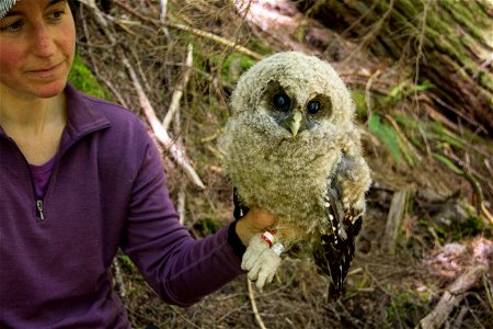 The Wildlife Crew at the park tags the Spotted Owl to keep track of them because they are an endangered species. 

NPS photo by Emily Brouwer