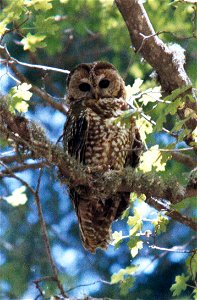 Mexican Spotted Owl Strix occidentalis lucida, Arizona photo