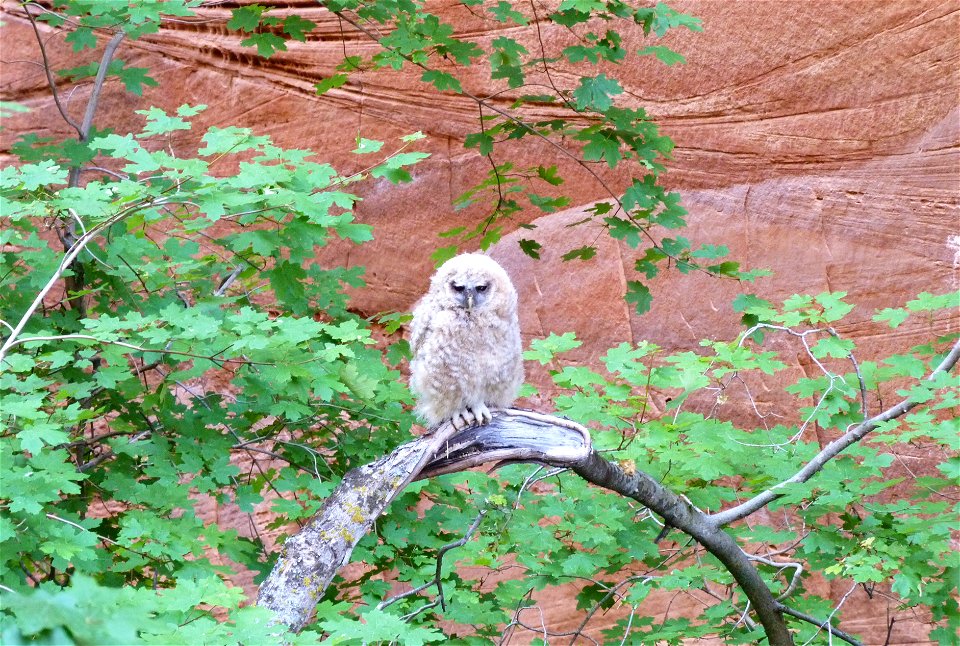 Mexican spotted owls (Strix occidentalis lucida) are a threatened species due to the disappearance of their preferred habitat of old growth forests. These owls can be found in the many cool and verdan