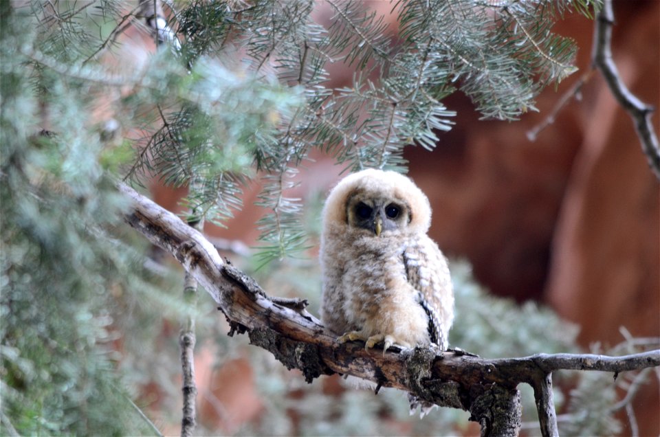 A Mexican spotted owlet (Strix occidentalis lucida) in Zion National Park, Utah. NPS Photo/Sarah Stio
