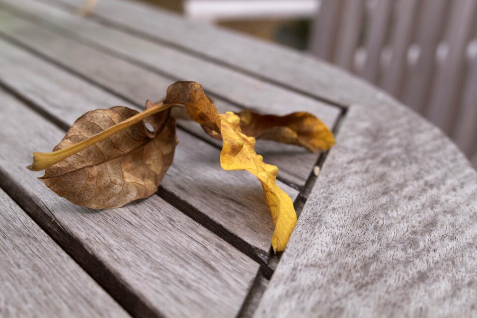 Nature forest fall foliage