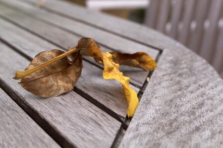 Nature forest fall foliage photo