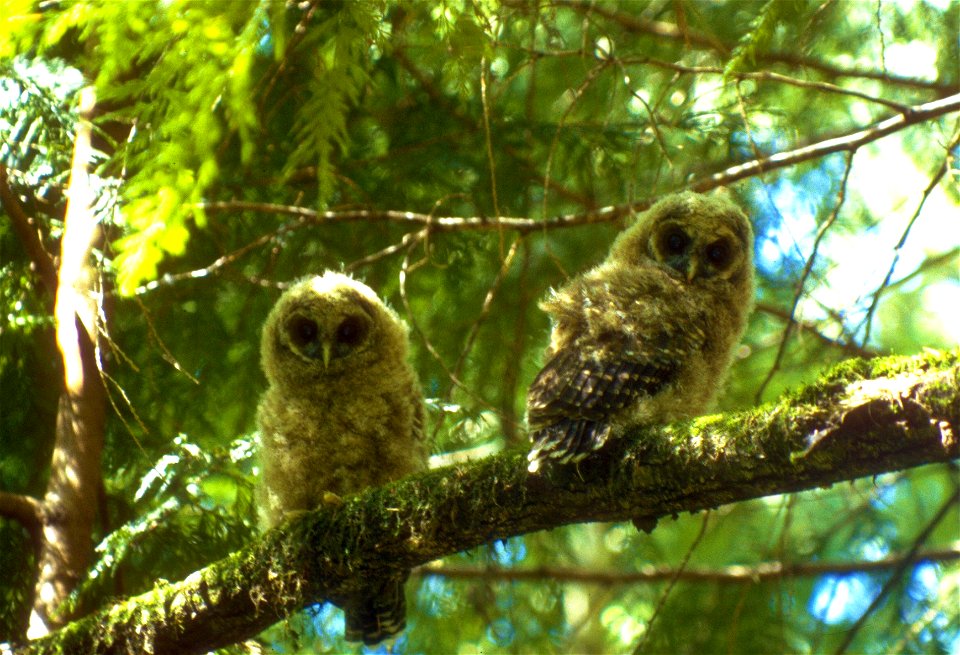 Northern Spotted Owl