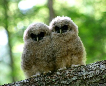 Northern Spotted Owlets photo
