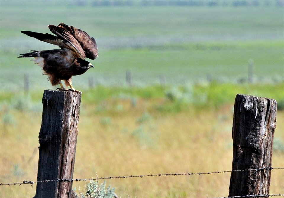 Swainson's hawk, dark morph.  Photo by Keith Penner