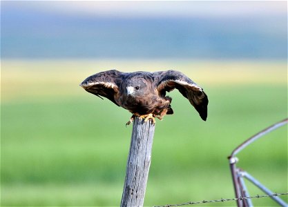 Swainson's hawk, dark morph.  Photo by Keith Penner