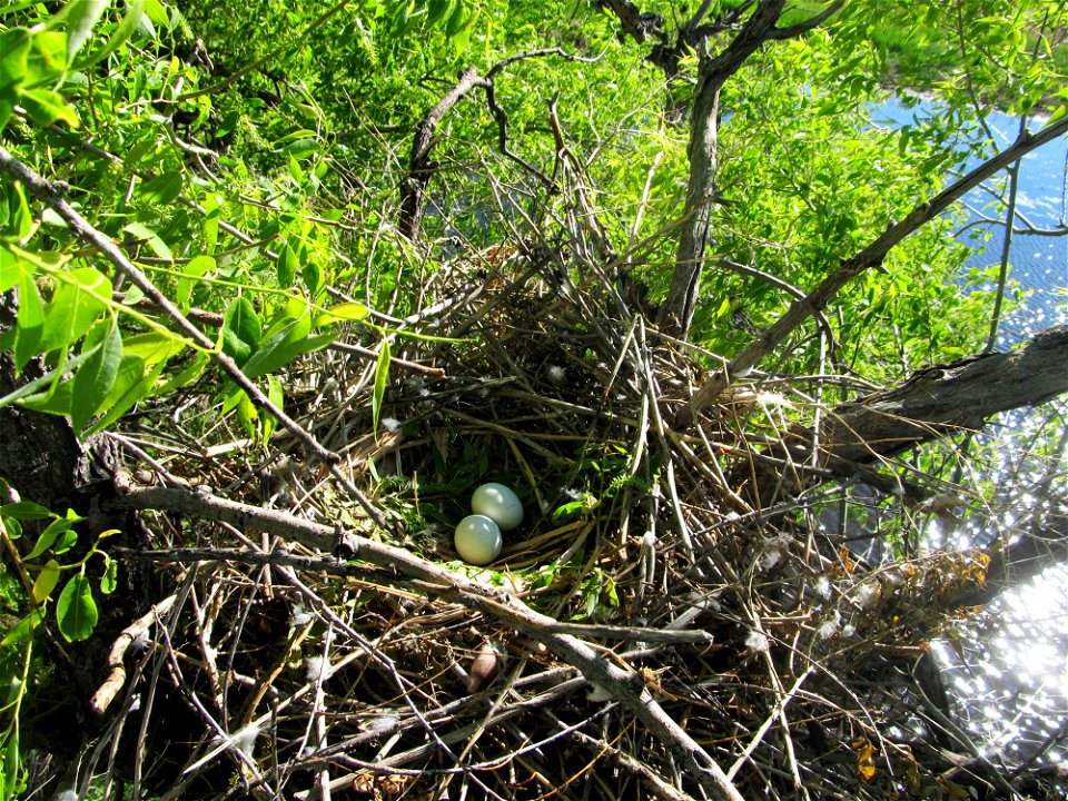 Swainson's hawk nest, on a wetland in Cascade County, June 2017