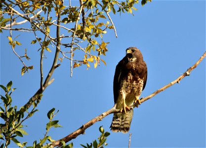 A juvenile Swainson's hawk on Seedskadee NWR. Photo: Tom Koerner/USFWS photo