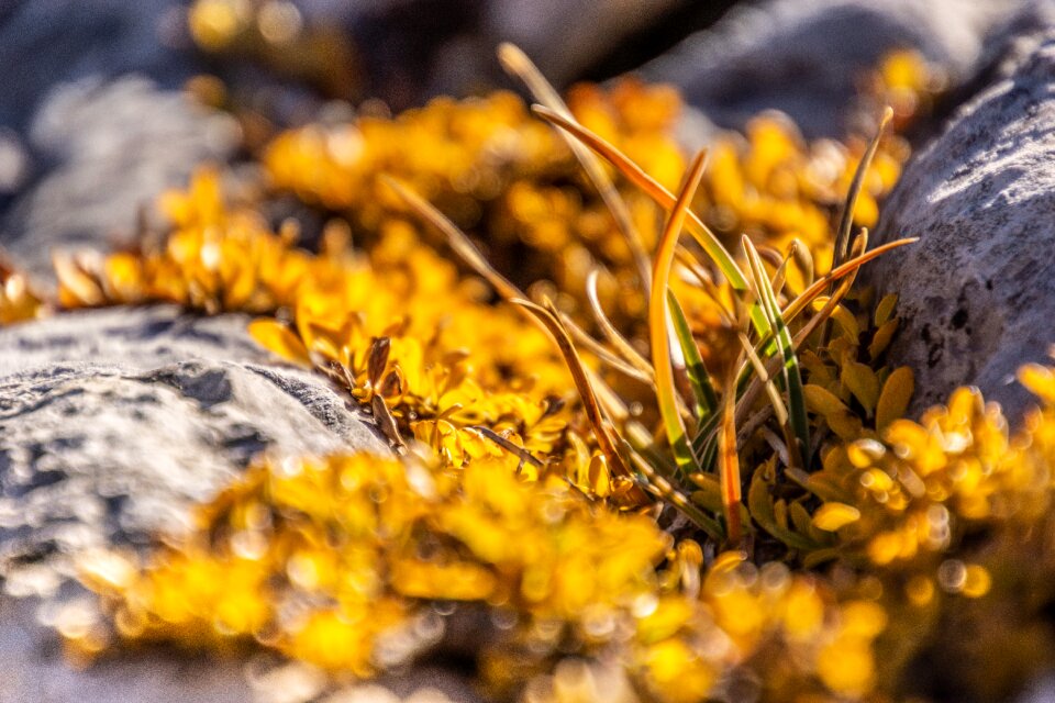 Yellow macro detail