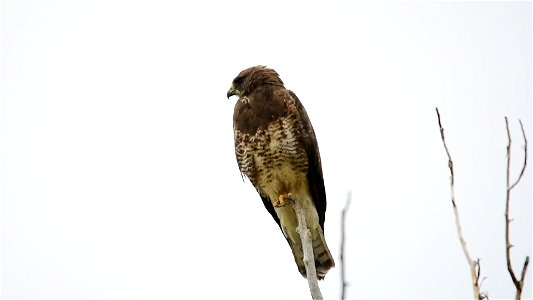 The distinctive call of a Swanison's hawk, with a western meadowlark in the background. Video: Tom Koerner/USFWS photo