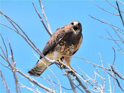 Starting in late August and September, nearly the whole population of Swainson’s hawks migrates from North America to Argentina, a roundtrip of more than 12,000 miles for the northernmost breeders. .
