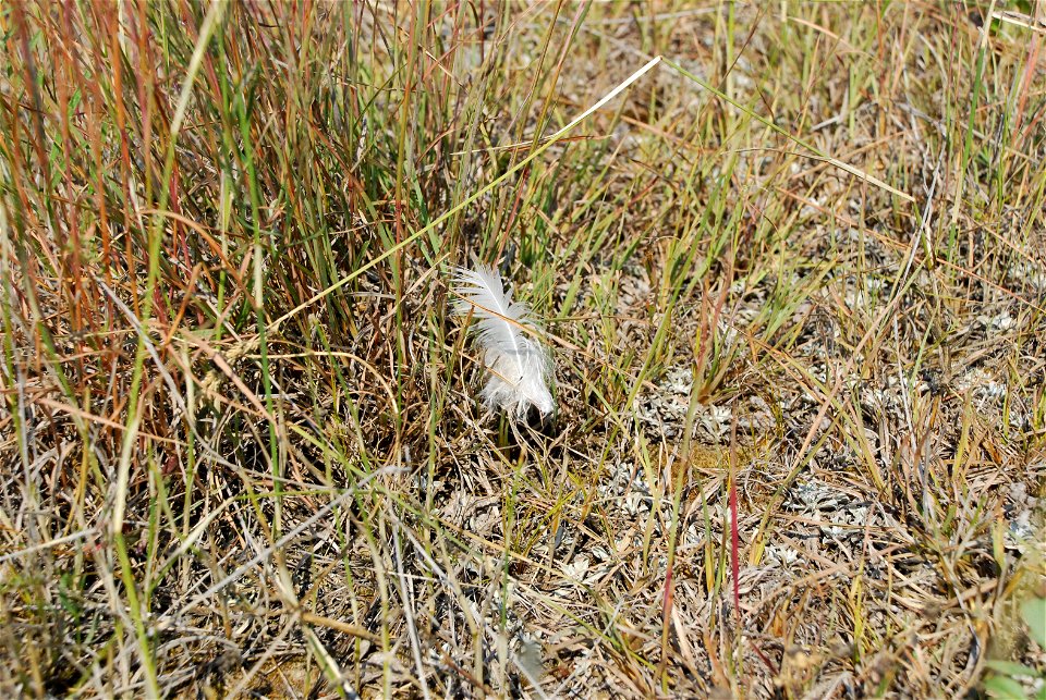 Swainson's hawk feather, August 2015 in Wibaux County, Montana.